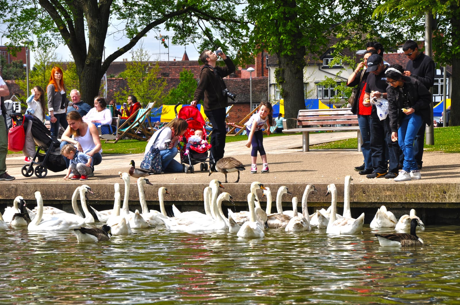 Swans on the River Avon on a bright morning