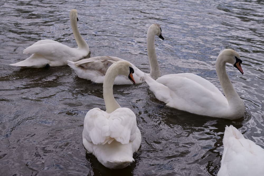 Swans gliding on the River Avon at Stratford-upon-Avon